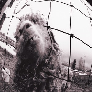 Pearl Jam - Vs. (Remastered) vinyl album cover